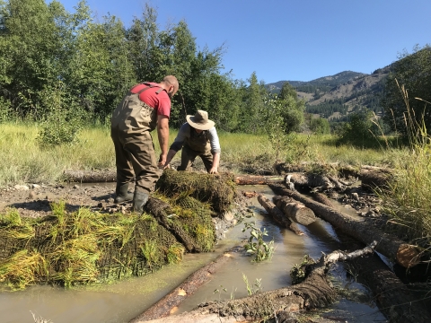 Two people in waders unroll a mat with embedded vegetation along the side of a muddy stream with lots of logs in it.