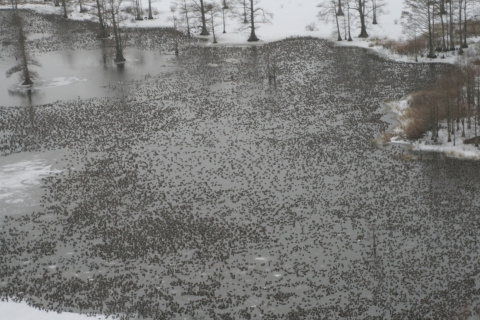 A large flock of waterfowl from the view of a plane.