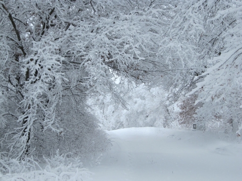 Fresh snow coats tree branches and the ground at Trempealeau National Wildlife Refuge in Wisconsin.