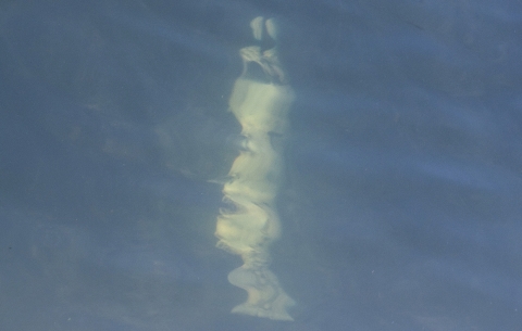 a salmon carcass on the floor of a river