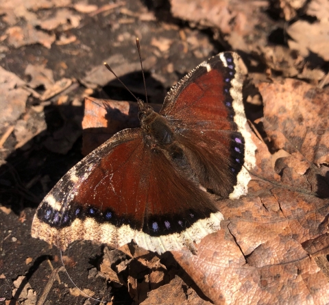 a brown butterfly on brown leaves