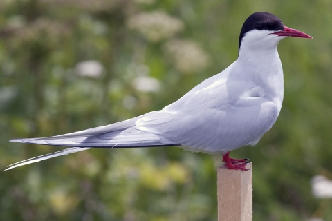 Arctic Tern