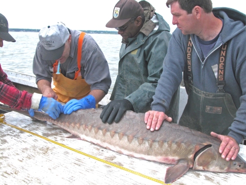 Atlantic Sturgeon Partners at work measuring Atlantic sturgeon