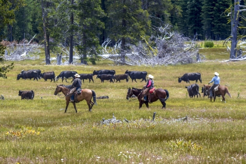 Three people on horses herd some cows