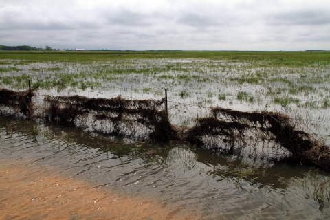 A wire fence is covered in moss and other aquatic plants and surrounded by floodwaters in a grassy field