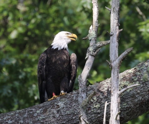 Bald Eagle banded