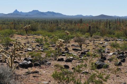 A brown landscape dotted with rocks and plants. Point mountain peaks stand tall in the background.