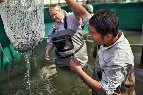 Two people in waders hold a net with small fish in it