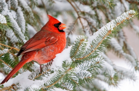 A brilliant red male cardinal perched on a snow-covered evergreen needle branch