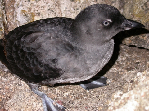 A small gray bird