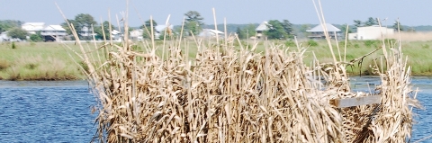 A hunting blind overlooking a body of water with houses in the distance