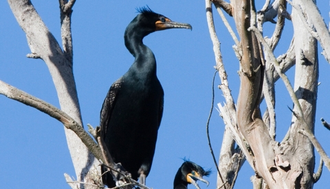 Double-crested Cormorants