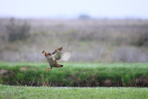 A male Attwaters prairie chicken is pictured midair with wings spread above a grassy ledge