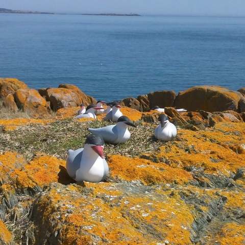 Tern Decoys