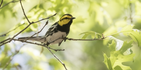 a small black, white, and yellow bird perched on a tree branch