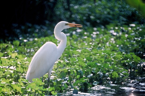 Great egret