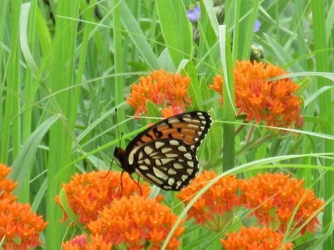 A regal fritillary butterfly sits on a butterfly milkweed flower