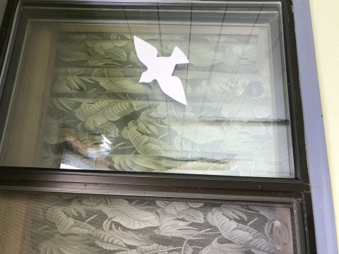 Bird decal on window