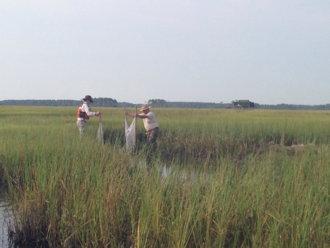 Partners net sampling in marsh