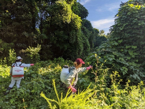 invasive kudzu treatment