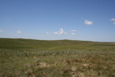 Cattle grazing in the J. Clark Salyer Wildlife Management District