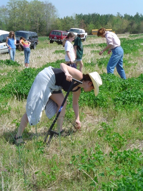 crew tree planting