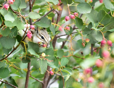 Least Chipmunk in Serviceberry