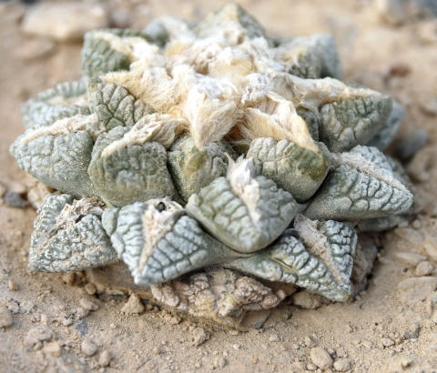 a small cactus that has green fleshy parts and white hair