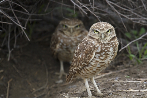 Two burrowing owls on the ground outside their burrow looking at the camera.