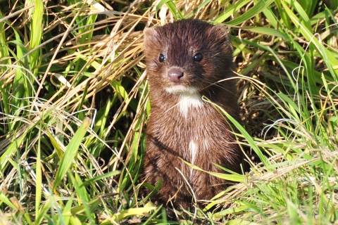 Mink in grass 