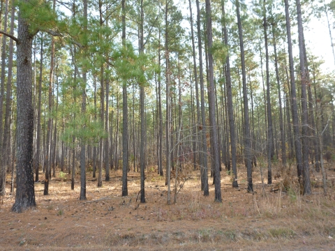 pine forest