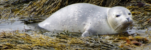 Harbor Seal pup