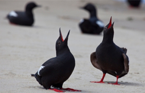 Pigeon Guillemot Courtship Display