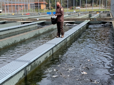 Quinault National Fish Hatchery staff feeding steelhead fry.