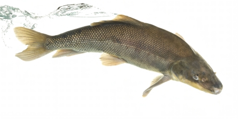 A single razorback sucker swims with a splash of water trailing behind it