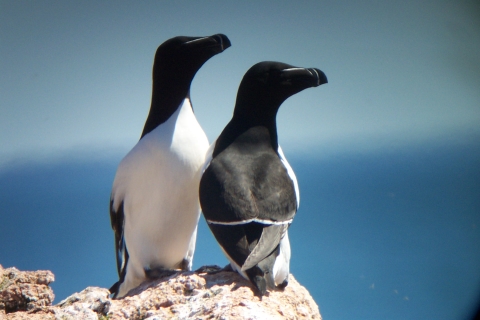 Razorbill