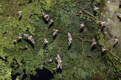 Gray bats flying under tree canopy outside of Sauta Cave