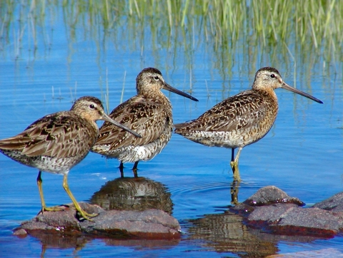 Short-billed Dowitchers