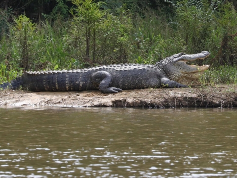 An alligator laying on land with its mouth open.