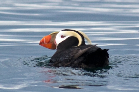 Tufted Puffin Swimming