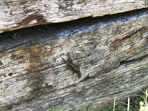 Lizard on log