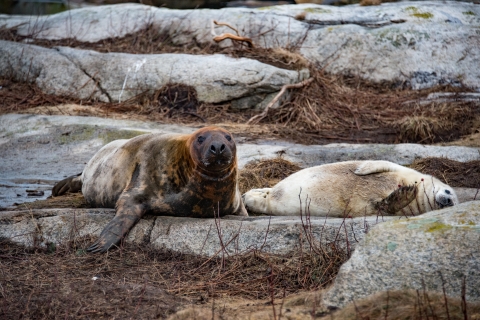 Gray Seals 