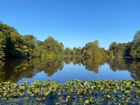 Pond with trees and lily pads