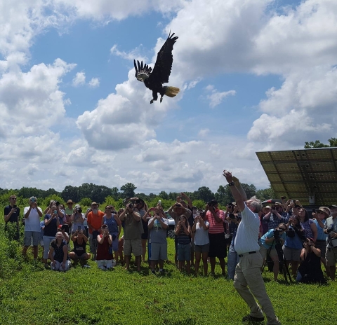 bald eagle release event