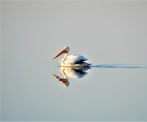 American White Pelican