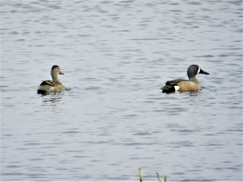 Blue-winged Teal