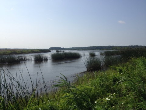 Combahee Unit impoundment at E.F.H. ACE Basin NWR