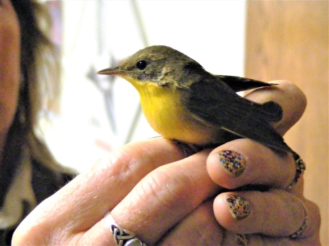 Common Yellow-throated Warbler