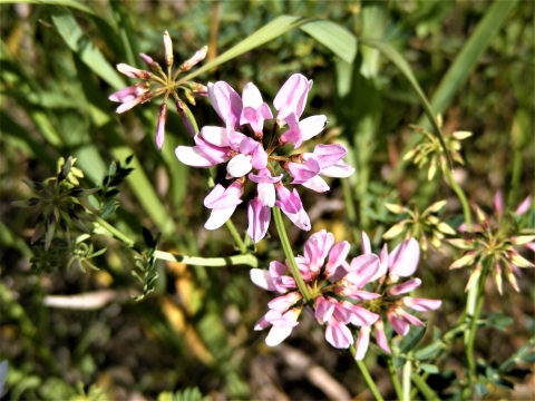 Crown vetch