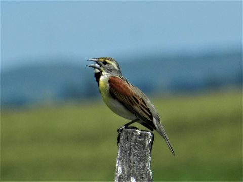 Dickcissel